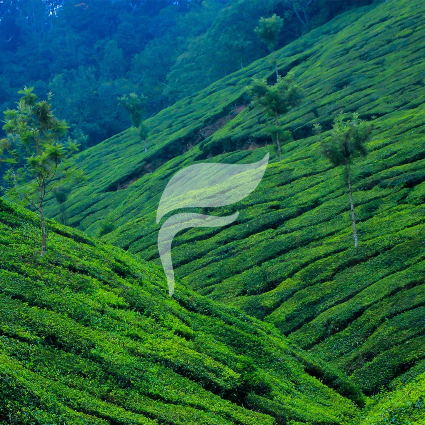 Té Hojicha Nubes de Vainilla